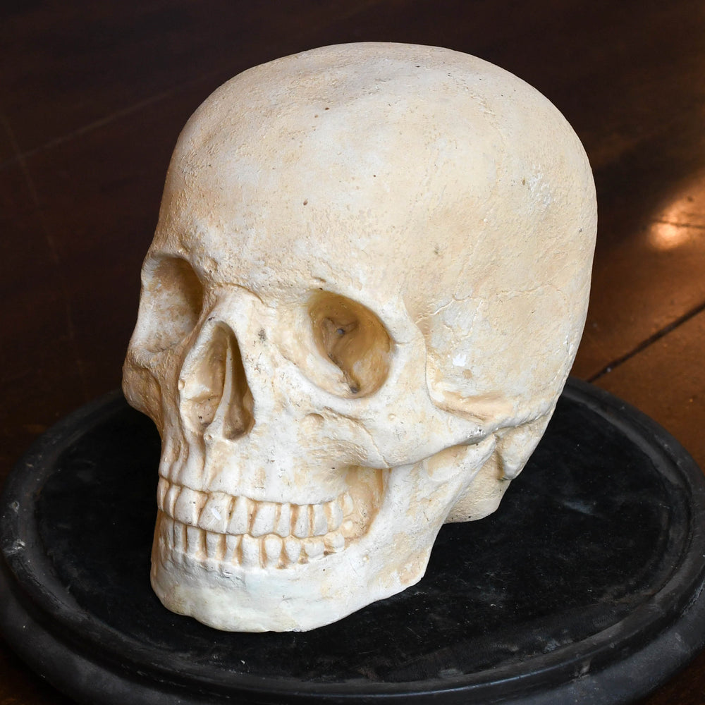 Rare Victorian Gothic Skull in Glass Display