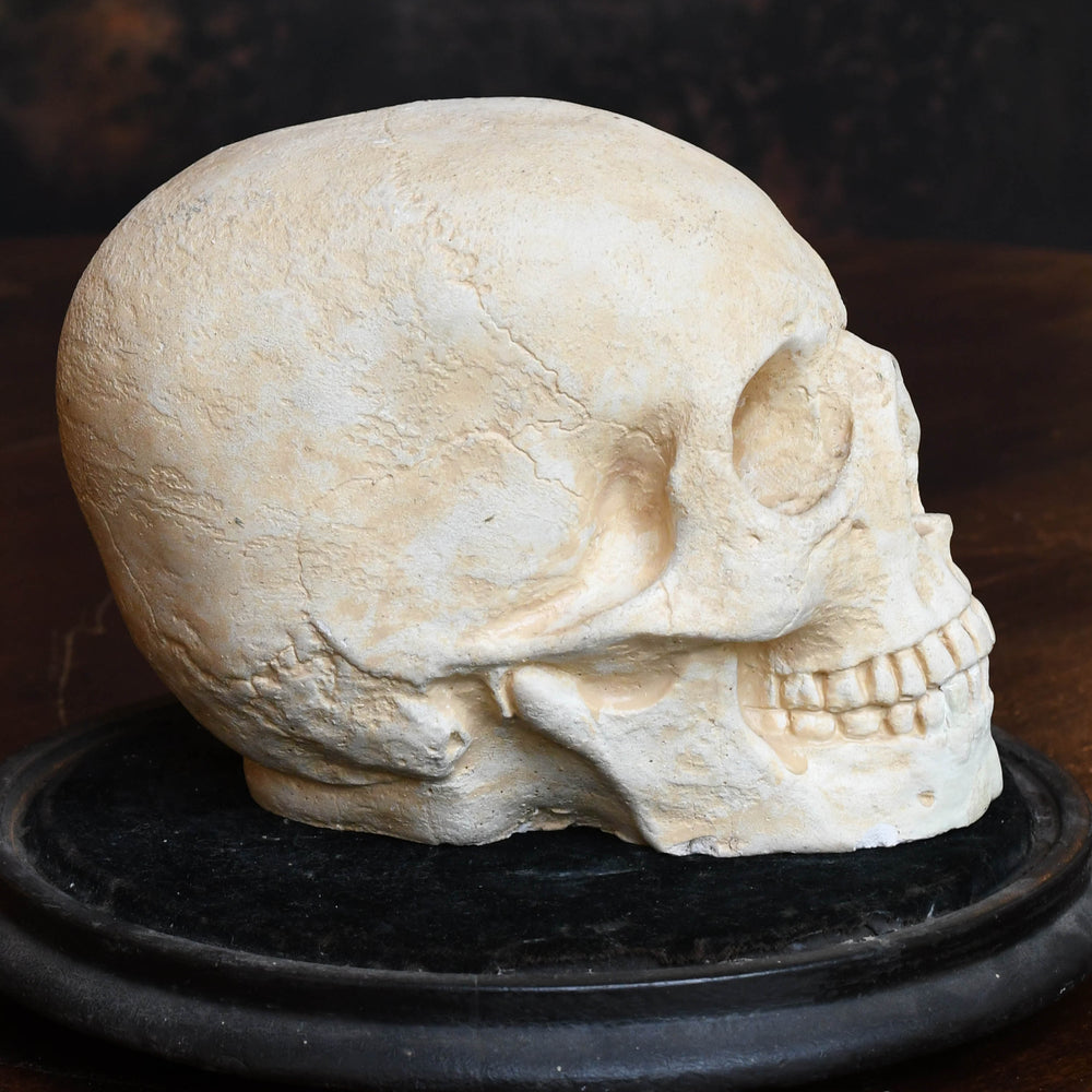 Rare Victorian Gothic Skull in Glass Display