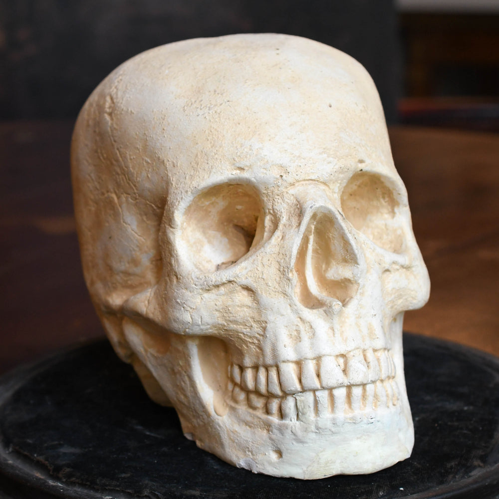 Rare Victorian Gothic Skull in Glass Display