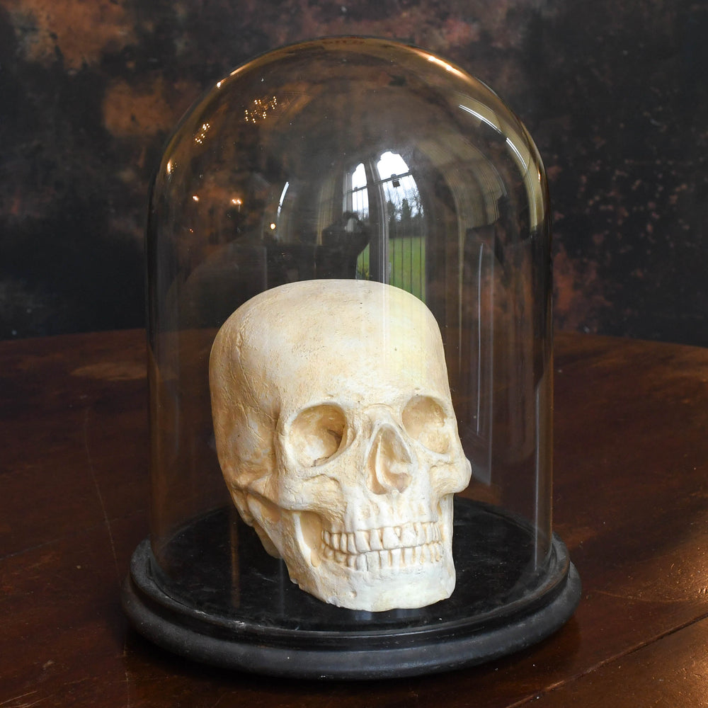 Rare Victorian Gothic Skull in Glass Display