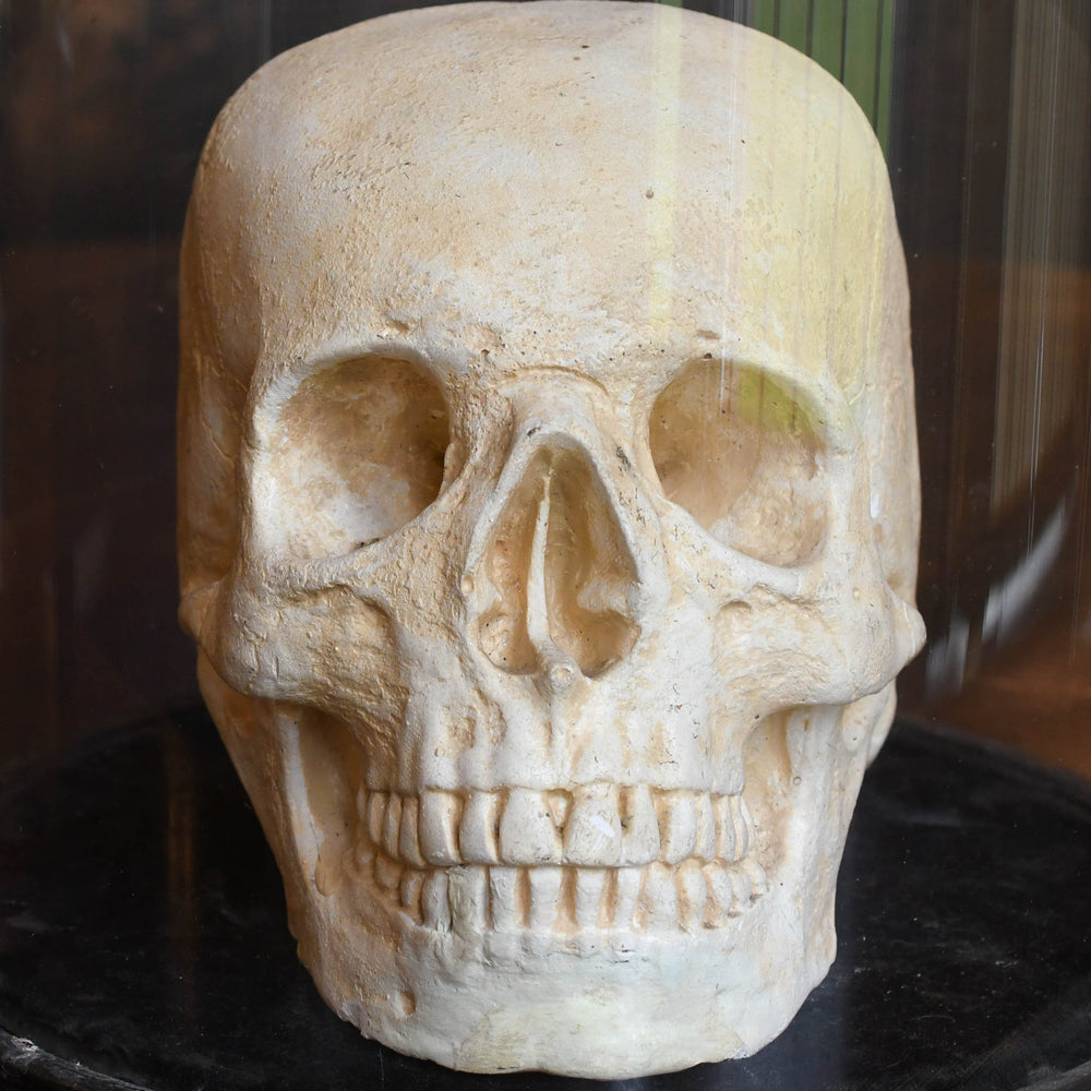 Rare Victorian Gothic Skull in Glass Display