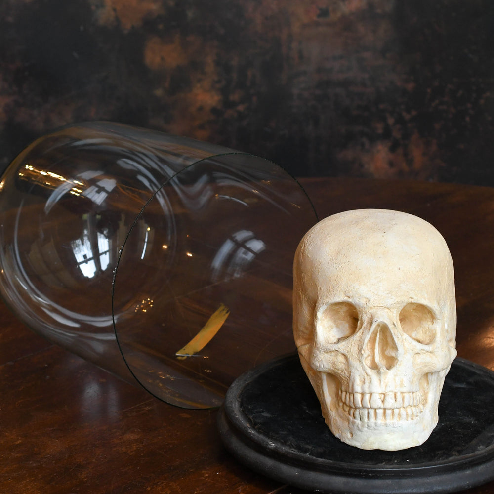 Rare Victorian Gothic Skull in Glass Display