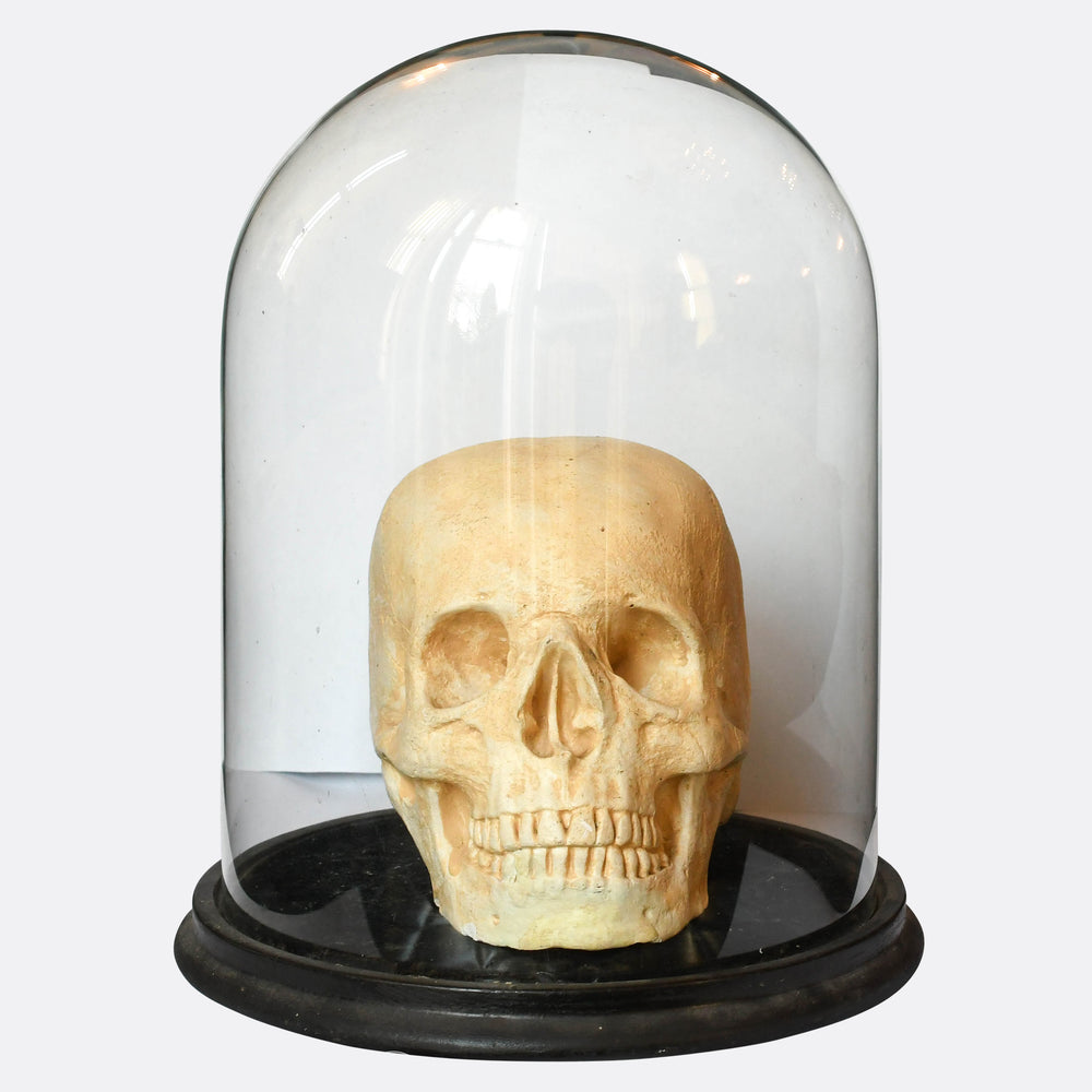 Rare Victorian Gothic Skull in Glass Display